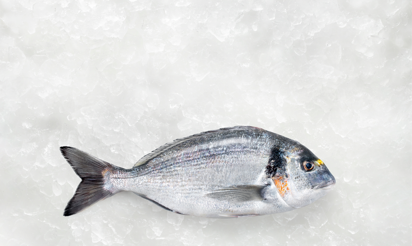 Sea Bream