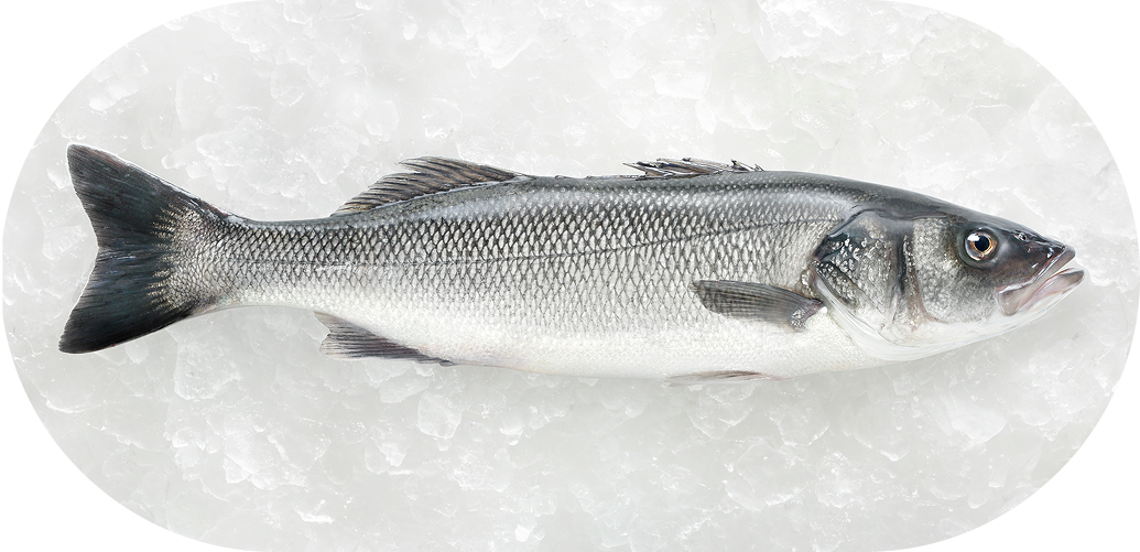 Sea Bream on ice