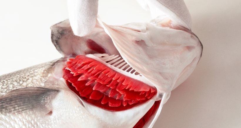 Showing the quality of a kito fish