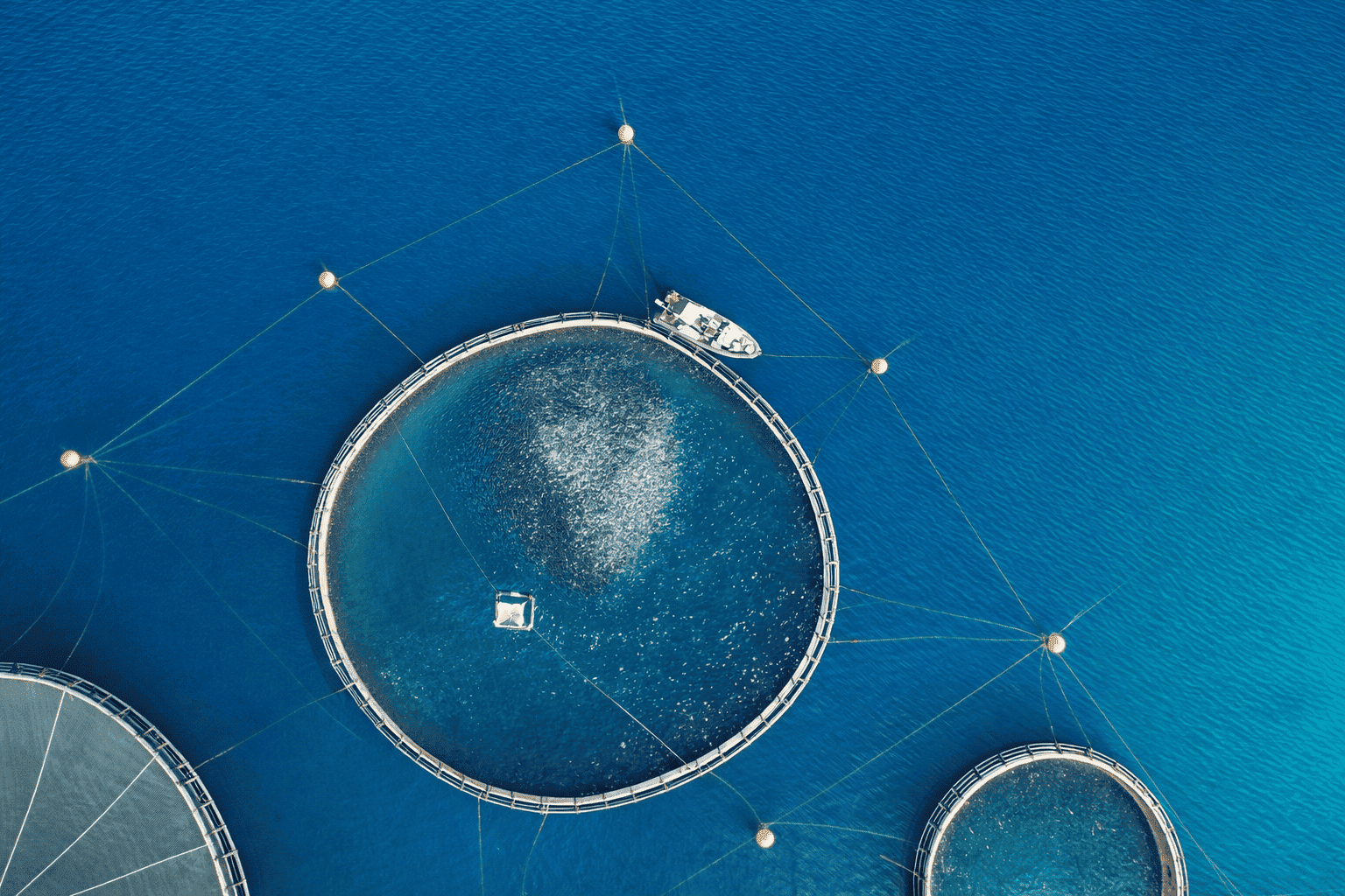 Cage for fishes and a boat circling it