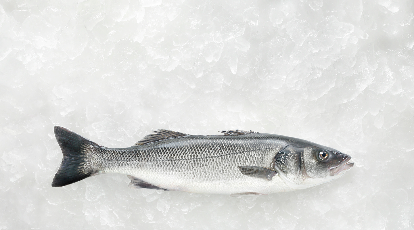 Sea Bass