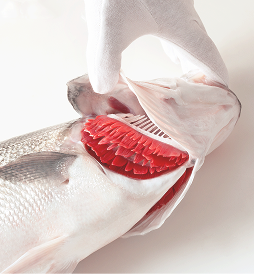 Showing the quality of a kito fish