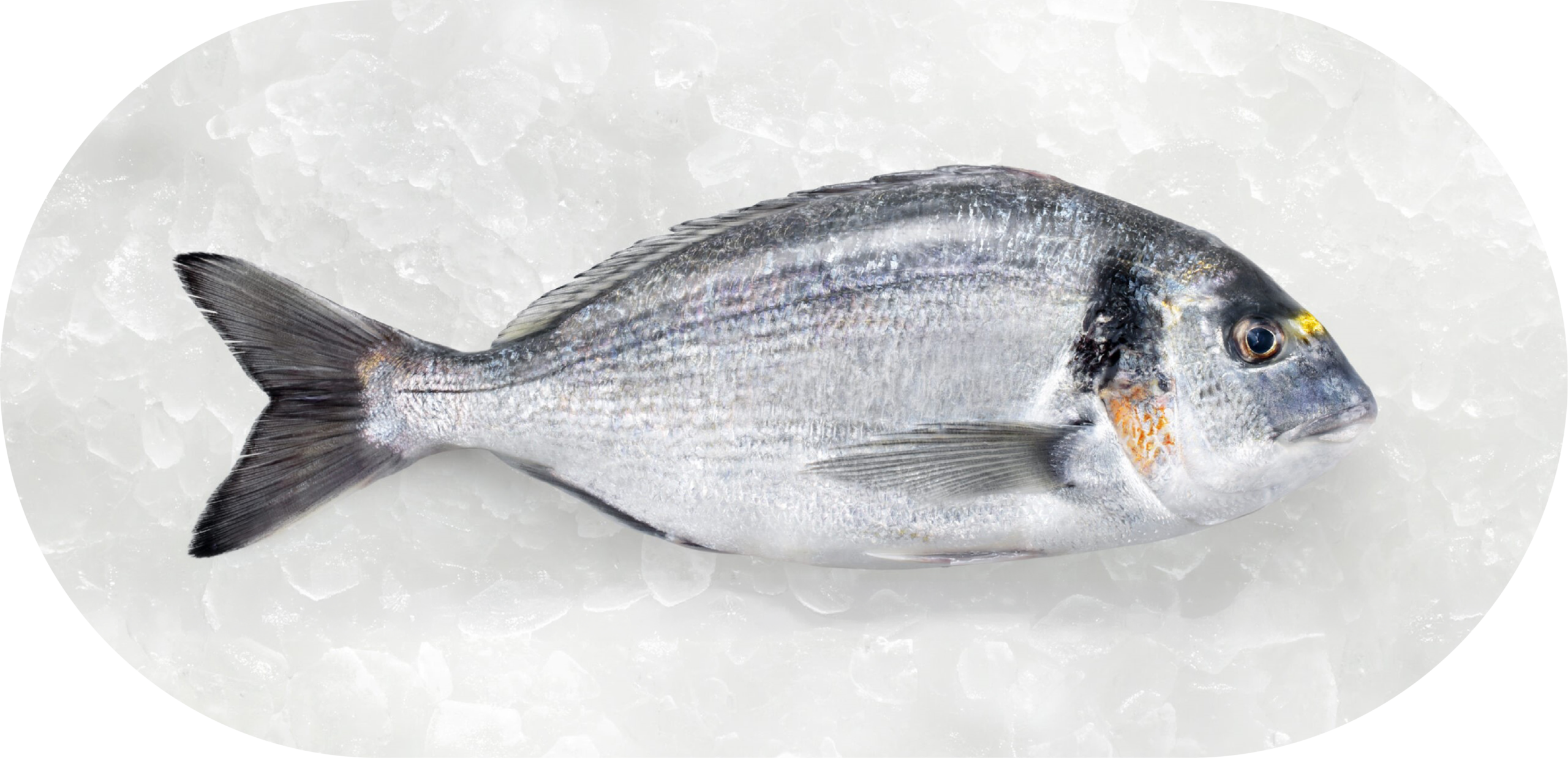 Sea Bass on ice